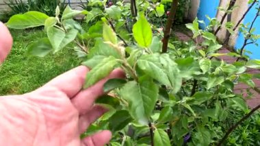 Bir elma ağacının yeşil yaprakları. İlkbaharda elma ağacı. Bahçedeki elma ağacında ilk bahar tomurcukları. Meyve bahçesinin çiçeklenmesinin başlangıcı. İlk yapraklar Nisan 'da meyve ağacında yetişir. Elma ağacı çiçek açmaya başlar..