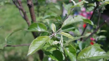 Bir elma ağacının yeşil yaprakları. İlkbaharda elma ağacı. Bahçedeki elma ağacında ilk bahar tomurcukları. Meyve bahçesinin çiçeklenmesinin başlangıcı. İlk yapraklar Nisan 'da meyve ağacında yetişir. Elma ağacı çiçek açmaya başlar..
