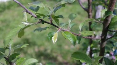 Bir elma ağacının yeşil yaprakları. İlkbaharda elma ağacı. Bahçedeki elma ağacında ilk bahar tomurcukları. Meyve bahçesinin çiçeklenmesinin başlangıcı. İlk yapraklar Nisan 'da meyve ağacında yetişir. Elma ağacı çiçek açmaya başlar..
