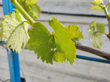 Baharda asma. Kishmish üzümleri. Genç asma yaprakları.