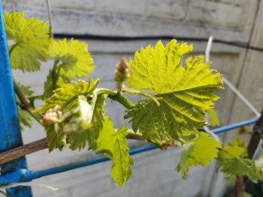 Baharda asma. Kishmish üzümleri. Genç asma yaprakları.