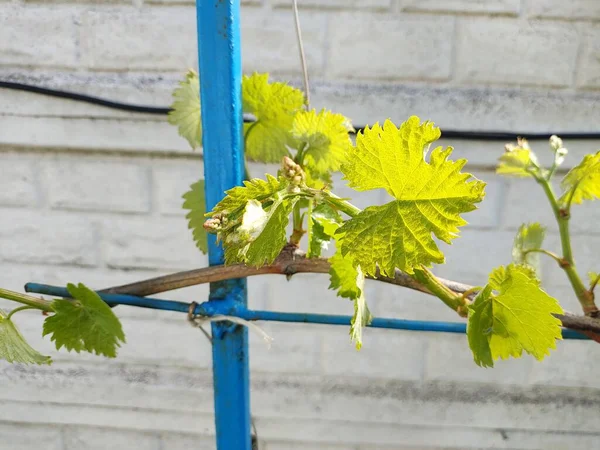 Wijnstok Het Voorjaar Kishmish Druiven Jonge Wijnbladeren — Stockfoto