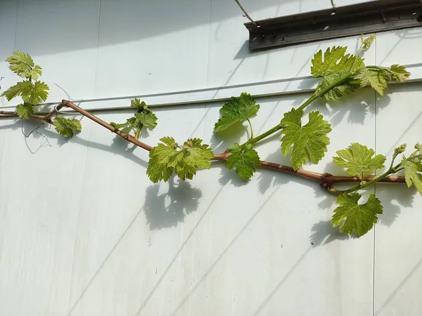 Weinrebe Frühling Kishmish Trauben Junge Weinblätter — Stockfoto