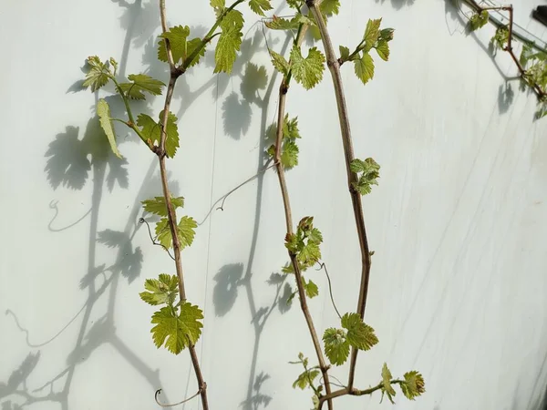 Виноград Весной Кишмишский Виноград Молодые Листья Винограда — стоковое фото