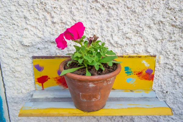 Flowers Bright Pots Petunias Pots Bright Colorful Pots — Stock Photo, Image