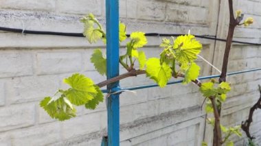 Baharda asma. Kishmish üzümleri. Genç asma yaprakları.