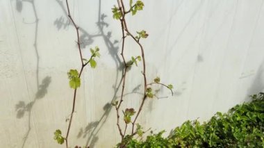 Baharda asma. Kishmish üzümleri. Genç asma yaprakları.