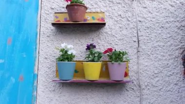 Parlak saksılarda çiçekler. Saksıda petunyalar. parlak renkli tencereler.