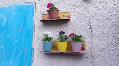 Parlak saksılarda çiçekler. Saksıda petunyalar. parlak renkli tencereler.