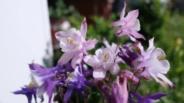 Bahar çiçekleri Çan çiçekleri. İngiliz ilkbahar makrosundaki BlueBell çiçek yaprakları yavaş çekim seçici odağı kapatır