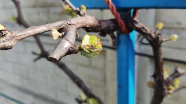 春につる キシュミッシュ ブドウ 若いブドウの葉 — ストック動画