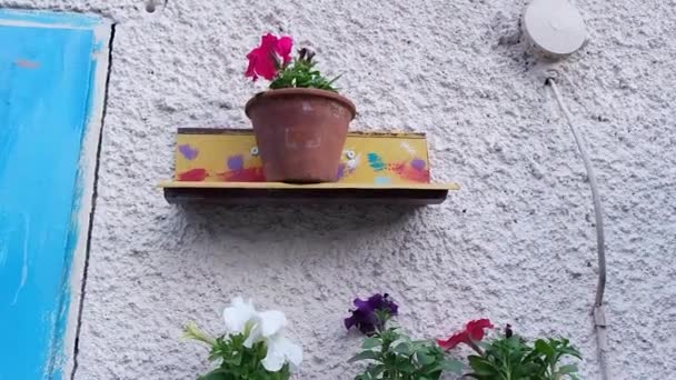 Virágok Fényes Edényekben Petúnia Cserépben Fényes Színes Edények — Stock videók