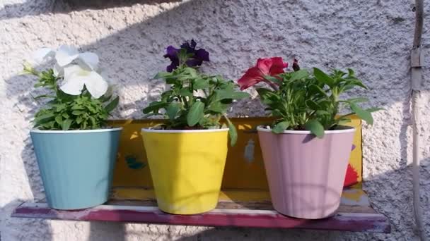Parlak Saksılarda Çiçekler Saksıda Petunyalar Parlak Renkli Tencereler — Stok video