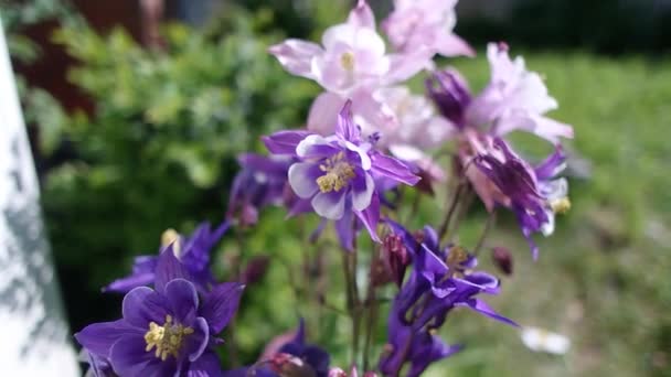 Jarní Květiny Modré Květy Bluebell Květy Okvětní Lístky Angličtině Jaro — Stock video