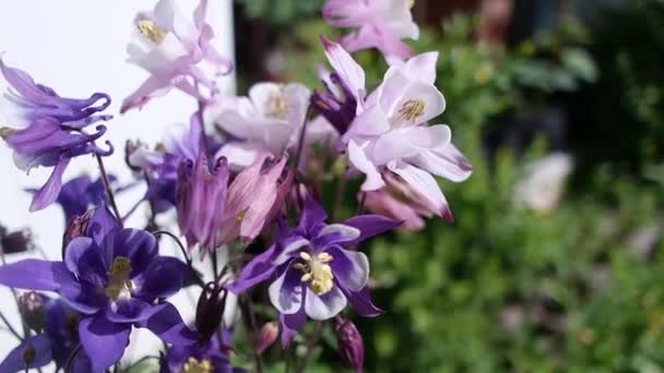 Fiori Primaverili Bluebell Flowers Petali Fiori Bluebell Inglese Macro Primaverile — Video Stock