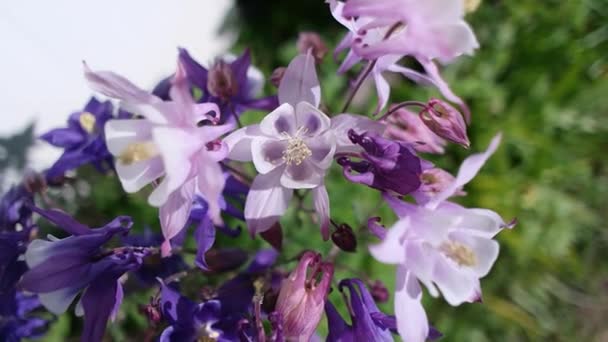 Flores Primavera Bluebells Flores Pétalas Flor Bluebell Inglês Primavera Macro — Vídeo de Stock