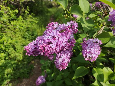 Leylak. Yaz Bahçesi Video Arkaplanındaki Güzel Leylak Bush. Bahar çiçekleri doğal arkaplan.