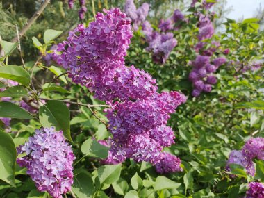Leylak. Yaz Bahçesi Video Arkaplanındaki Güzel Leylak Bush. Bahar çiçekleri doğal arkaplan.