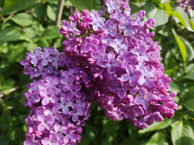 Leylak. Yaz Bahçesi Video Arkaplanındaki Güzel Leylak Bush. Bahar çiçekleri doğal arkaplan.
