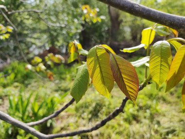 Juglans Rejimi. Ceviz, kraliyet cevizi. yeşil taze yapraklar. Rüzgarda yapraklar.