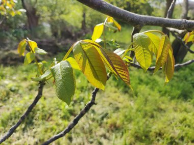 Juglans Rejimi. Ceviz, kraliyet cevizi. yeşil taze yapraklar. Rüzgarda yapraklar.