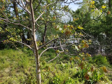 Juglans Rejimi. Ceviz, kraliyet cevizi. yeşil taze yapraklar. Rüzgarda yapraklar.