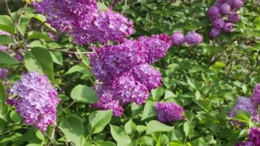 Leylak. Yaz Bahçesi Video Arkaplanındaki Güzel Leylak Bush. Bahar çiçekleri doğal arkaplan.