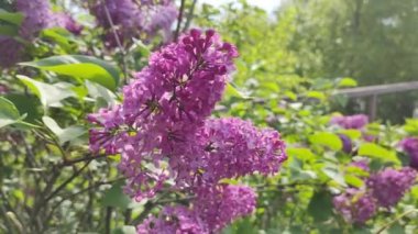 Leylak. Yaz Bahçesi Video Arkaplanındaki Güzel Leylak Bush. Bahar çiçekleri doğal arkaplan.
