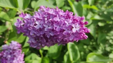Leylak. Yaz Bahçesi Video Arkaplanındaki Güzel Leylak Bush. Bahar çiçekleri doğal arkaplan.