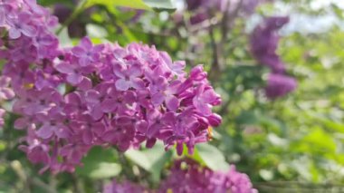 Leylak. Yaz Bahçesi Video Arkaplanındaki Güzel Leylak Bush. Bahar çiçekleri doğal arkaplan.