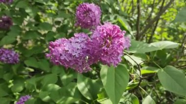 Leylak. Yaz Bahçesi Video Arkaplanındaki Güzel Leylak Bush. Bahar çiçekleri doğal arkaplan.