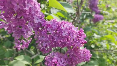 Leylak. Yaz Bahçesi Video Arkaplanındaki Güzel Leylak Bush. Bahar çiçekleri doğal arkaplan.