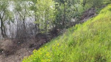 Nehir kıyısında çöp. Su kirliliği. Ölü balık. Doğadaki çöpler. Ekolojik felaket. Sel sonuçları. Çevre kirliliği. Ekolojik sorunlar. Çöp yığınları. plastik atık