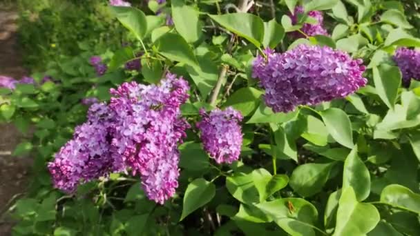 Lilac Beautiful Lilac Bush Summer Garden Video Background Spring Flowers — Stock Video