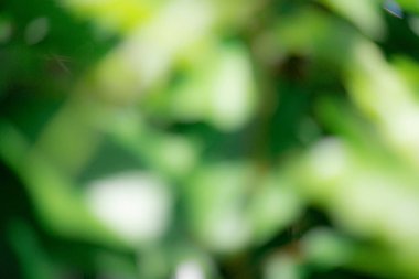 Soyut yeşil arkaplan. yeşil doku. Mikrobik Biyoyakıt üretimi makroskobik görünümde.