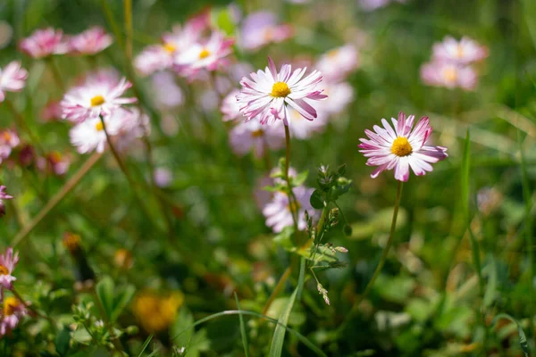 stock image small daisies. purple flowers. spring flowers on the field.