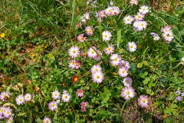 Kis Százszorszépek Lila Virágok Tavaszi Virágok Mezőn — Stock Fotó