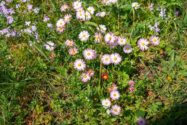 Margaridas Pequenas Flores Roxas Flores Primavera Campo — Fotografia de Stock