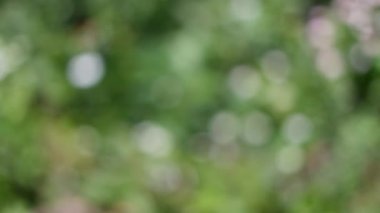 Soyut yeşil arkaplan. yeşil doku. Mikrobik Biyoyakıt üretimi makroskobik görünümde.