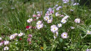 Küçük papatyalar. mor çiçekler. tarlada bahar çiçekleri.