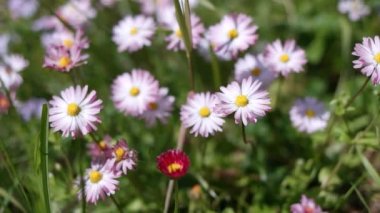 Küçük papatyalar. mor çiçekler. tarlada bahar çiçekleri.