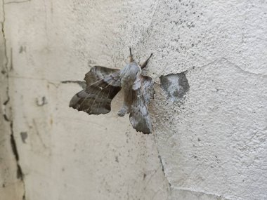 Poplar Hawk güvesi. Laothoe halkı. Büyük işportacı. Gece kelebekleri. Anten ve kelebek kanatları. Hawker hazır..