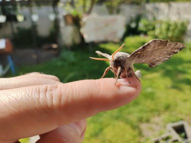 Poplar Hawk güvesi. Laothoe halkı. Büyük işportacı. Gece kelebekleri. Anten ve kelebek kanatları. Hawker hazır..