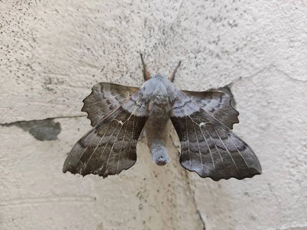 Poplar Hawk Mal Laothoe Populi Stor Hök Nattfjärilar Antenner Och — Stockfoto