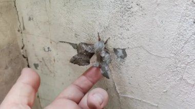 Poplar Hawk güvesi. Laothoe halkı. Büyük işportacı. Gece kelebekleri. Anten ve kelebek kanatları. Hawker hazır..