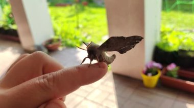 Poplar Hawk güvesi. Laothoe halkı. Büyük işportacı. Gece kelebekleri. Anten ve kelebek kanatları. Hawker hazır..