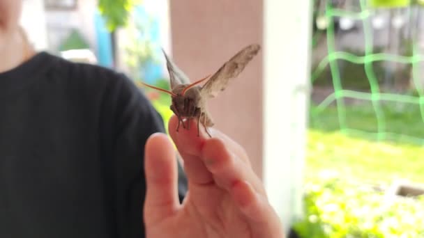 Poplar Hawk Moth Laothoe Populi Big Hawker Night Butterflies Antennae — Stock Video