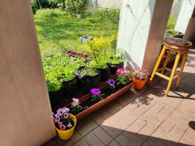 Mini bahçe. Organik gıda yetiştiriyor. Ev bahçesi. Yaz mevsiminde arka bahçede küçük bir Avrupa sebze bahçesi. Torbalarda bitkiler. Torbalarda sebze yetiştiriyor.