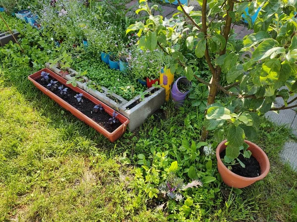Mini Kert Biogazdálkodás Házikert Kis Európai Házi Zöldségkert Kertben Nyáron — Stock Fotó