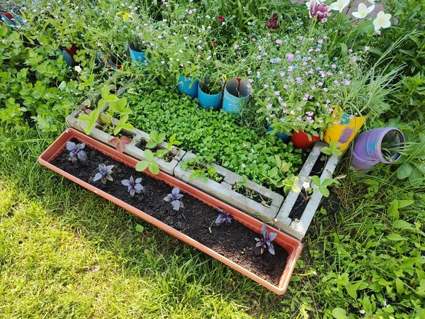 Mini Jardim Cultivo Alimentos Orgânicos Jardim Casa Pequena Horta Doméstica — Fotografia de Stock